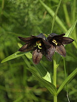 Chocolate lily (Fritillaria affinis), British Columbia, Canada, June.