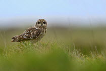 Short eared owl (Asio flammeus), Marais breton, Brittany / Bretagne, France, April.