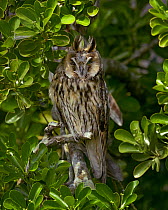 Long-eared owl  (Asio otus) perched in a bush, Marais breton, Brittany / Bretagne, France, June.