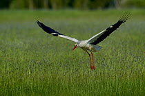 White stork (Ciconia ciconia) in flight, Marais breton, Brittany / Bretagne, France, May.
