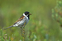 Male Common reed bunting (Emberiza schoeniclus), with insect prey, Marais breton, Brittany / Bretagne, France, May.