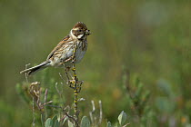 Female Common reed bunting (Emberiza schoeniclus), with insect prey, Marais breton, Brittany / Bretagne, France, May.