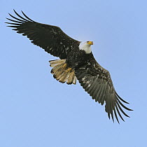 Bald eagle (Haliaeetus leucocephalus) in flight, British Columbia, Canada, June.