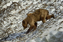 Grizzly bear (Ursus arctos horribilis) climbing down a snow field, Khutzeymateen Grizzly Bear Sanctuary, British Columbia, Canada, June.