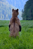 Female Grizzly bear (Ursus arctos horribilis) standing up, rear view,  Khutzeymateen Grizzly Bear Sanctuary, British Columbia, Canada, June.