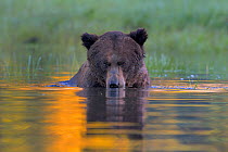 Female Grizzly bear (Ursus arctos horribilis) in water, Khutzeymateen Grizzly Bear Sanctuary, British Columbia, Canada, June.