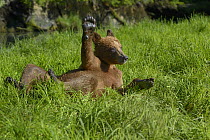 Juvenile Grizzly bear (Ursus arctos horribilis) lying in grass with arm raised in the air, Khutzeymateen Grizzly Bear Sanctuary, British Columbia, Canada, June.