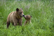 Female Grizzly bear (Ursus arctos horribilis) and cub greeting, Khutzeymateen Grizzly Bear Sanctuary, British Columbia, Canada, June.