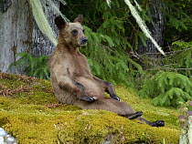Juvenile Grizzly bear (Ursus arctos horribilis) sitting on moss, Khutzeymateen Grizzly Bear Sanctuary, British Columbia, Canada, June.