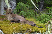 Juvenile Grizzly bear (Ursus arctos horribilis) lying on a bed of moss, Khutzeymateen Grizzly Bear Sanctuary, British Columbia, Canada, June.