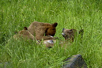 Two young Grizzly bears (Ursus arctos horribilis) suckling, Khutzeymateen Grizzly Bear Sanctuary, British Columbia, Canada, June.