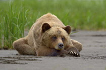 Male Grizzly bear (Ursus arctos horribilis) sleeping, Khutzeymateen Grizzly Bear Sanctuary, British Columbia, Canada, June.