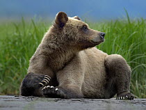 Male Grizzly bear (Ursus arctos horribilis) lying down and looking around, Khutzeymateen Grizzly Bear Sanctuary, British Columbia, Canada, June.