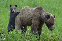 Female Grizzly bear (Ursus arctos horribilis) with cub, Khutzeymateen Grizzly Bear Sanctuary, British Columbia, Canada, June.
