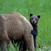 Grizzly bear (Ursus arctos horribilis) cub peering out from behind its mother, Khutzeymateen Grizzly Bear Sanctuary, British Columbia, Canada, June.