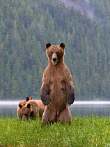 Female Grizzly bear (Ursus arctos horribilis) standing up, with two cubs nearby, Khutzeymateen Grizzly Bear Sanctuary, British Columbia, Canada, June.
