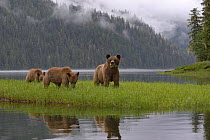 Female Grizzly bear (Ursus arctos horribilis) with two cubs, eating grass, Khutzeymateen Grizzly Bear Sanctuary, British Columbia, Canada, June.