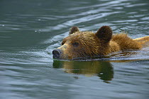 Grizzly bear (Ursus arctos horribilis) swimming, Khutzeymateen Grizzly Bear Sanctuary, British Columbia, Canada, June.