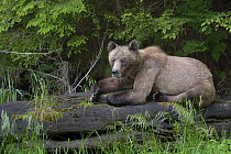Female Grizzly bear (Ursus arctos horribilis) resting on a log, Khutzeymateen Grizzly Bear Sanctuary, British Columbia, Canada, June.