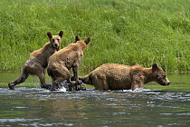 Female Grizzly bear (Ursus arctos horribilis) and two juveniles entering water, Khutzeymateen Grizzly Bear Sanctuary, British Columbia, Canada, June.