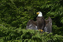 Bald eagle (Haliaeetus leucocephalus) drying its wings, British Columbia, Canada, June.