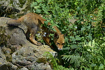 Red fox (Vulpes vulpes) cub, France, June.