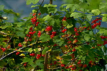 Redcurrant (Ribes rubrum)  berries, France, June.