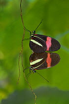 Two Postman butterflies (Heliconius melpomene) mating, captive, native to Brazil.