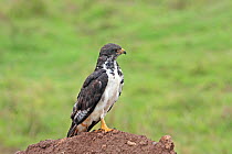 Augur Buzzard (Buteo augur) perched on ground, Ngorongoro Crater, Tanzania.