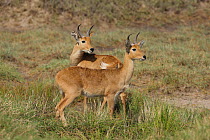 Bohor reedbuck (Redunca redunca) pair, Serengeti, Tanzania.