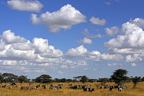 Landscape with Burchell's zebra (Equus quagga burchellii) Tarangire, Tanzania