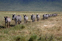 Burchell's zebra (Equus quagga burchellii) walking in single file, Ngorongoro Crater,Tanzania