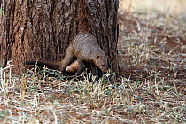Banded mongoose (Mungos mungo) breaking snail on tree, Tarangire, Tanzania.
