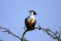 Bare-faced Go-away bird (Corythaixoides personatus) perching in Acacia tree, Serengeti, Tanzania.