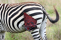 Wound on back leg of Burchell's zebra (Equus quagga burchellii) inflicted by Lion, Ngorongoro Crater,Tanzania