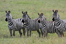 Burchell's zebra (Equus quagga burchellii) Serengeti, Tanzania