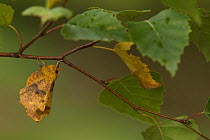 August Thorn moth (Ennomos quercinaria) in birch, Lincolnshire, England, UK, September.