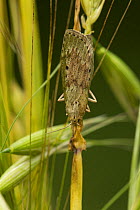 Bee moth (Aphomia sociella) female on grass, Sheffield, England, UK, July.