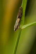 Bee moth (Aphomia sociella) male on grass, Sheffield, England, UK, July.