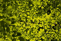 Beech leaves (Fagus sylvaticus) on a sunny day, Sheffield, South Yorkshire, England, UK, May.