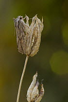 Blair's shoulder-knot (Lithophane leautieri) at rest on dead plant, Sheffield