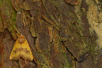 Centre-barred Sallow (Atethmia centrago) moth, adult resting on Scots pine bark, (Pinus sylvestris) Sheffield, England, UK, August.