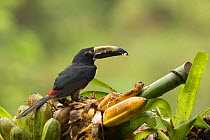 Collared Aracari (Pteroglossus torquatus) feeding on wild banana (Musa), Costa Rica