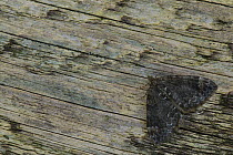 Common Marbled Carpet (Chloroclysta truncata) dark morph, resting on wood, Sheffield