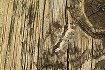 Common carpet moth (Epirrhoe alternata) camouflaged on wood, Sheffield, South Yorkshire, England, UK, August.