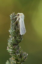 Common Wainscot (Mythimna pallens) Sheffield, England, UK, July.