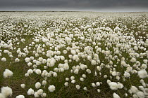 Field of Cotton grass (Eriophorum) Derbyshire, England, UK, June.