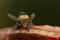 December moth adult (Poecilocampa populi) on leaf, Sheffield, England, UK, November.