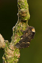 December moth adult (Poecilocampa populi) on twig, Sheffield, England, November.
