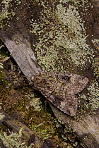 Green arches moth (Anaplectoides prasina) adult on lichen wood, South Yorkshire, England, UK, July